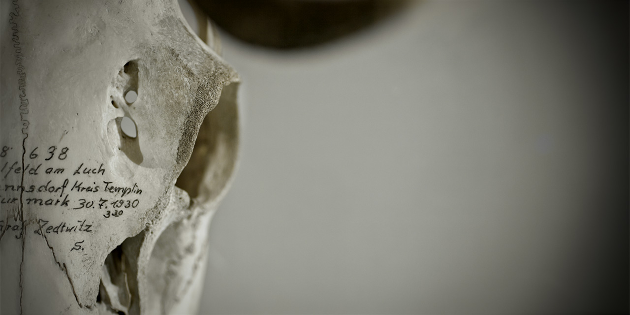 photo: studio carsten nicolai ENDO EXO