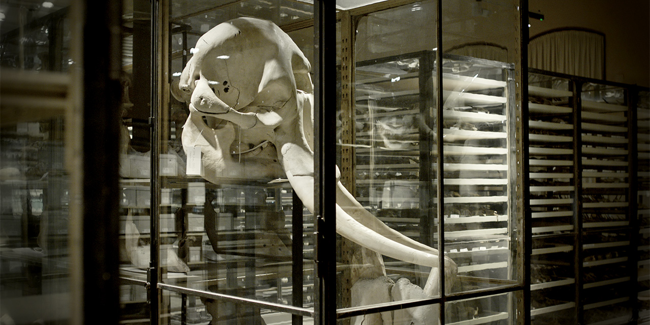 photo: studio carsten nicolai ENDO EXO